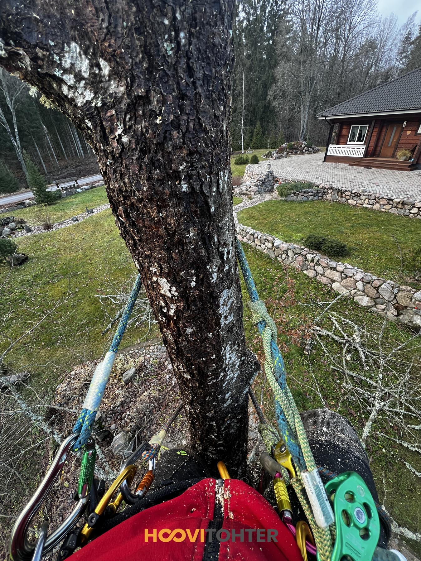 Ohtliku puu langetamine arboristi turvavarustusega